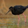 Pisila cerna - Himantopus novaezelandiae - Black stilt - kaki 1237